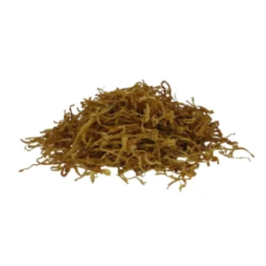 Bambusa Vulgaris (Bamboo Shoot) Stem Whole